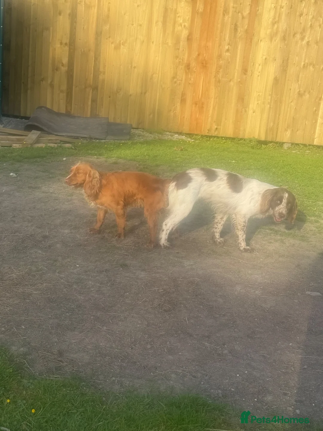 Cocker Spaniel dogs for sale: Beautiful puppy’s available soon - Advert 6