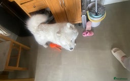 Samoyed dogs for sale: Samoyed bitch 3 years old - Image 7