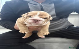 English Bulldog dogs for sale: English bulldog puppies  - Advert 29