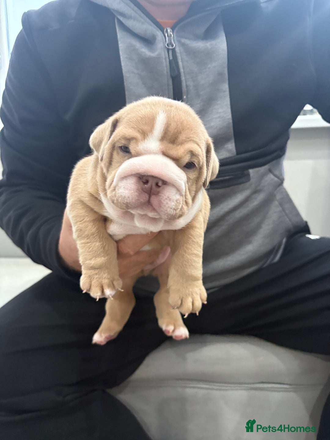 English Bulldog dogs for sale: English bulldog puppies  - Advert 29