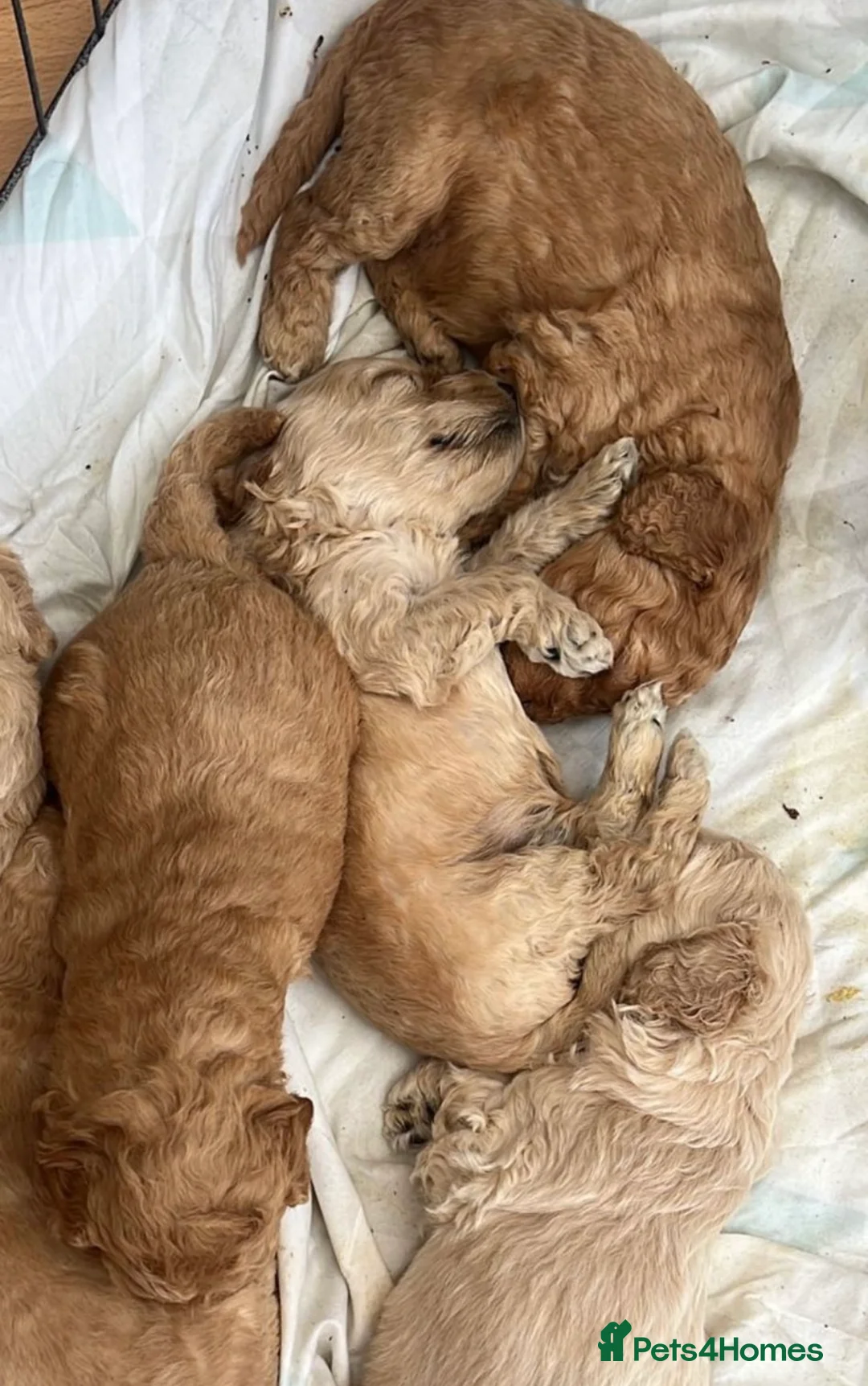 Miniature Poodle dogs for stud: Cream Miniature Poodle - available for stud in Welwyn - Advert 18