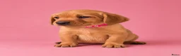 Labrador Retriever dogs for sale: KC YELLOW & RED LABRADORS  - Advert 12