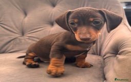 Miniature Dachshund dogs for sale: BEAUTIFUL MINI DACHSHUND PUPPIES READY NOW - Image 31