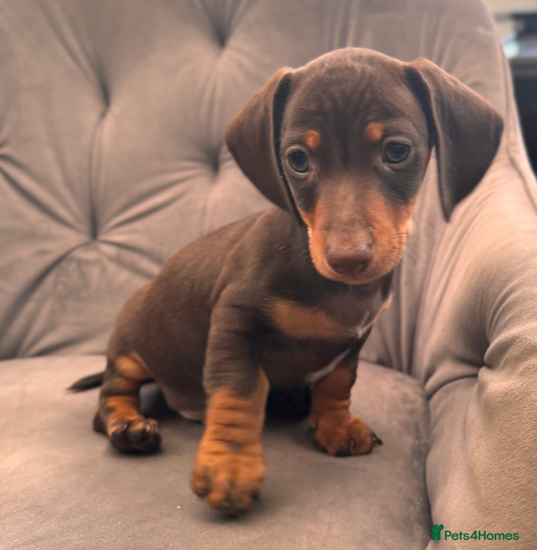 Miniature Dachshund dogs for sale: BEAUTIFUL MINI DACHSHUND PUPPIES READY NOW - Image 31