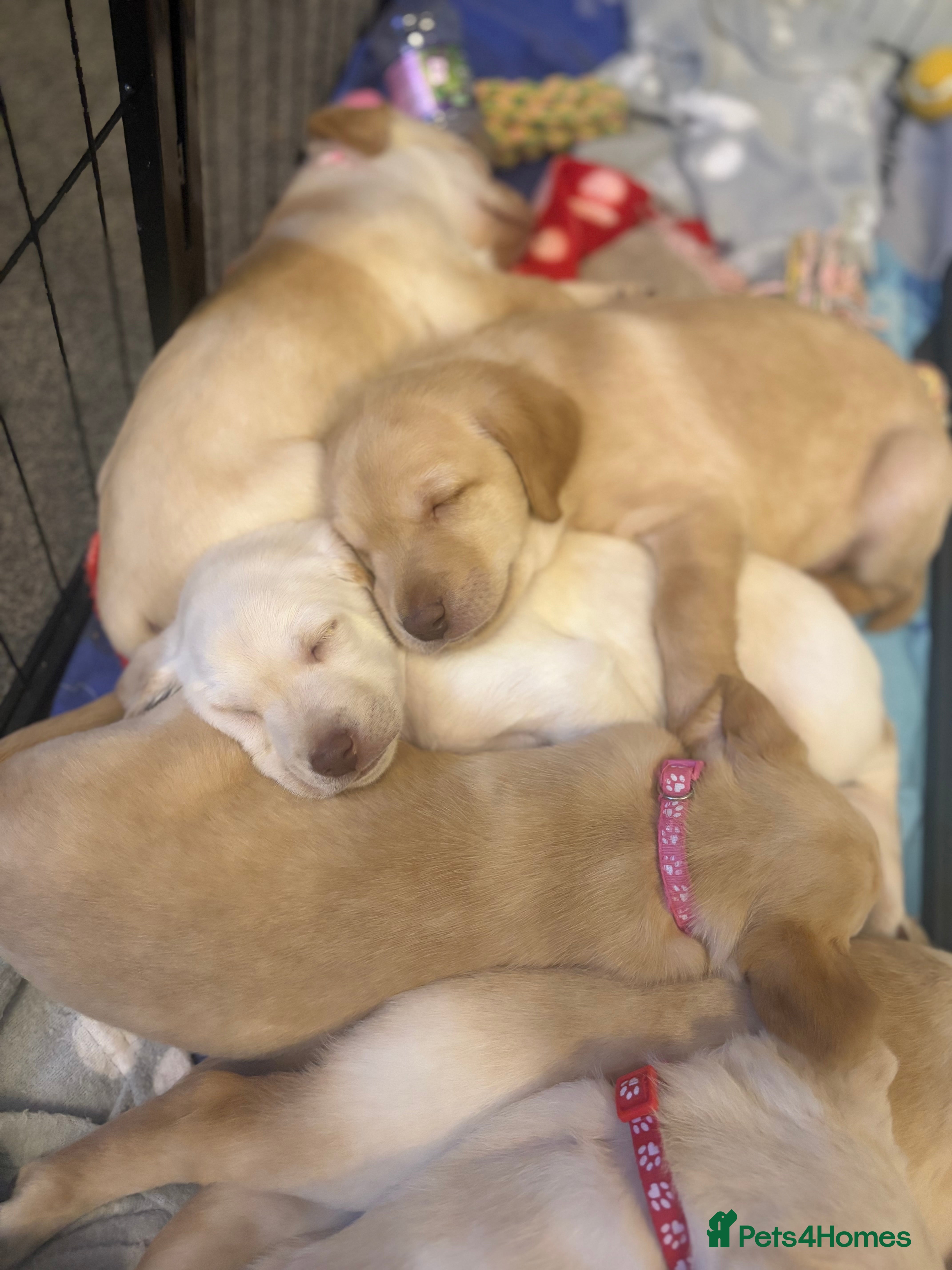 Labradoodle dogs Labradoodle puppies looking for loving homes - Advert 1
