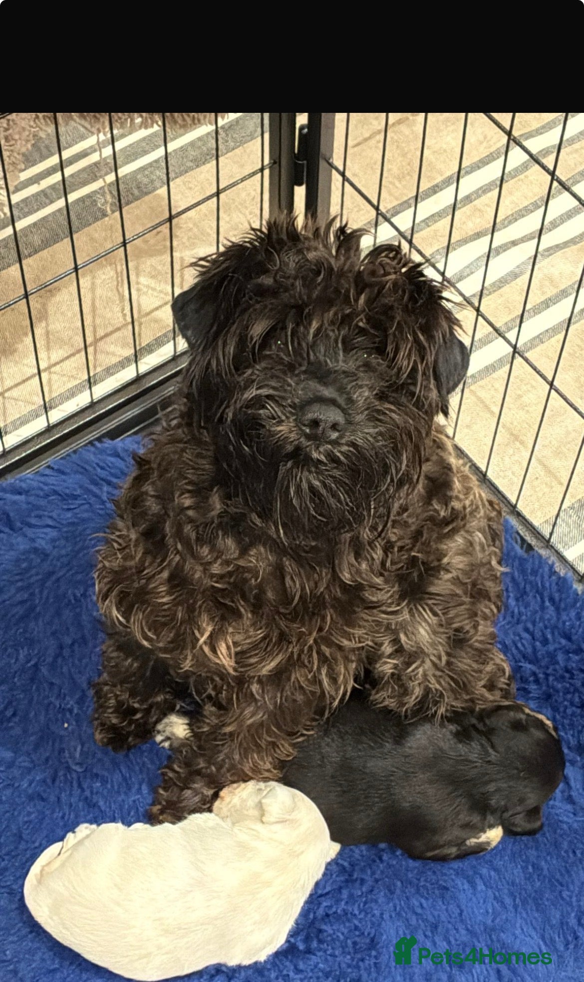 Miniature Schnauzer dogs Health tested miniature schnauzer puppies - Advert 7