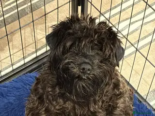 Miniature Schnauzer dogs Health tested miniature schnauzer puppies - Advert 7