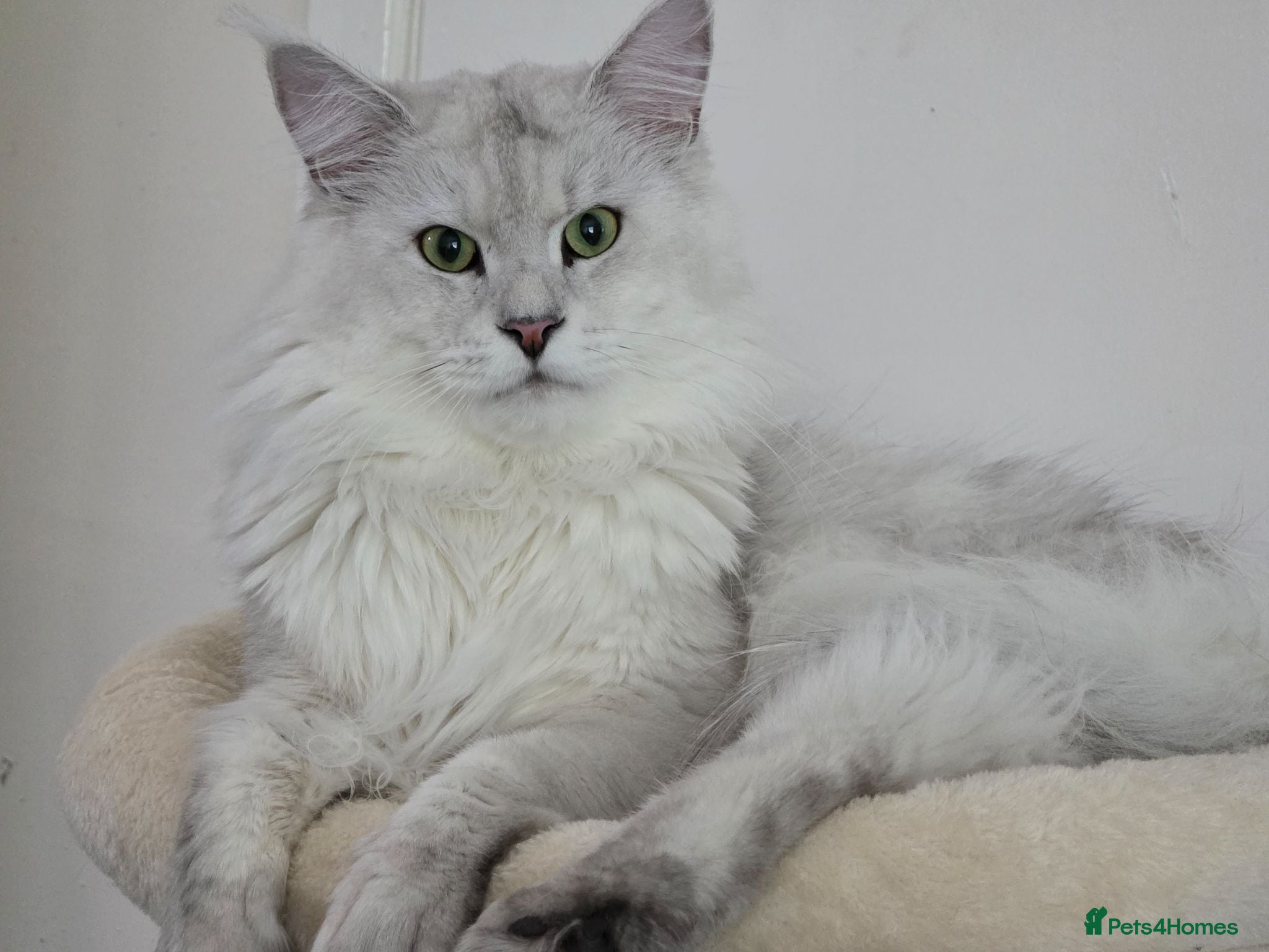 Maine Coon cats Sir Aslan Silver Shaded Stud  - Advert 1