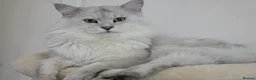 Maine Coon cats for stud: Sir Aslan Silver Shaded Stud  - Advert 1