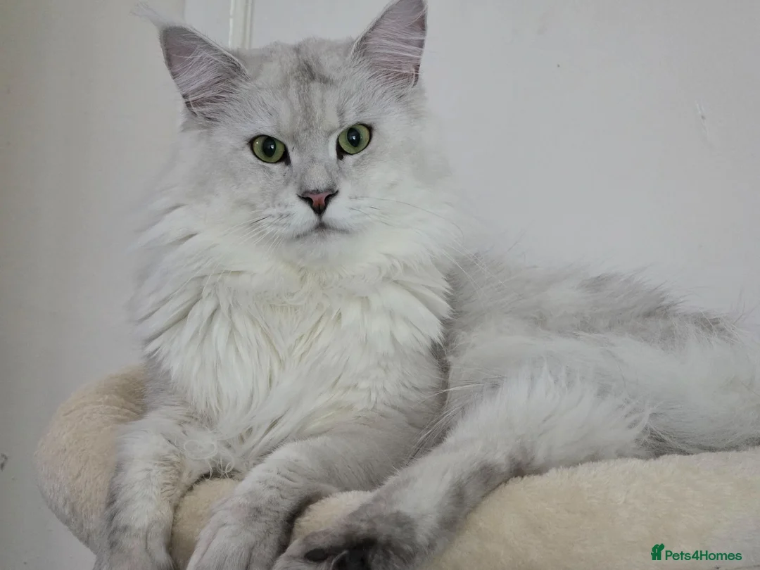 Maine Coon cats for stud: Sir Aslan Silver Shaded Stud  - Advert 1