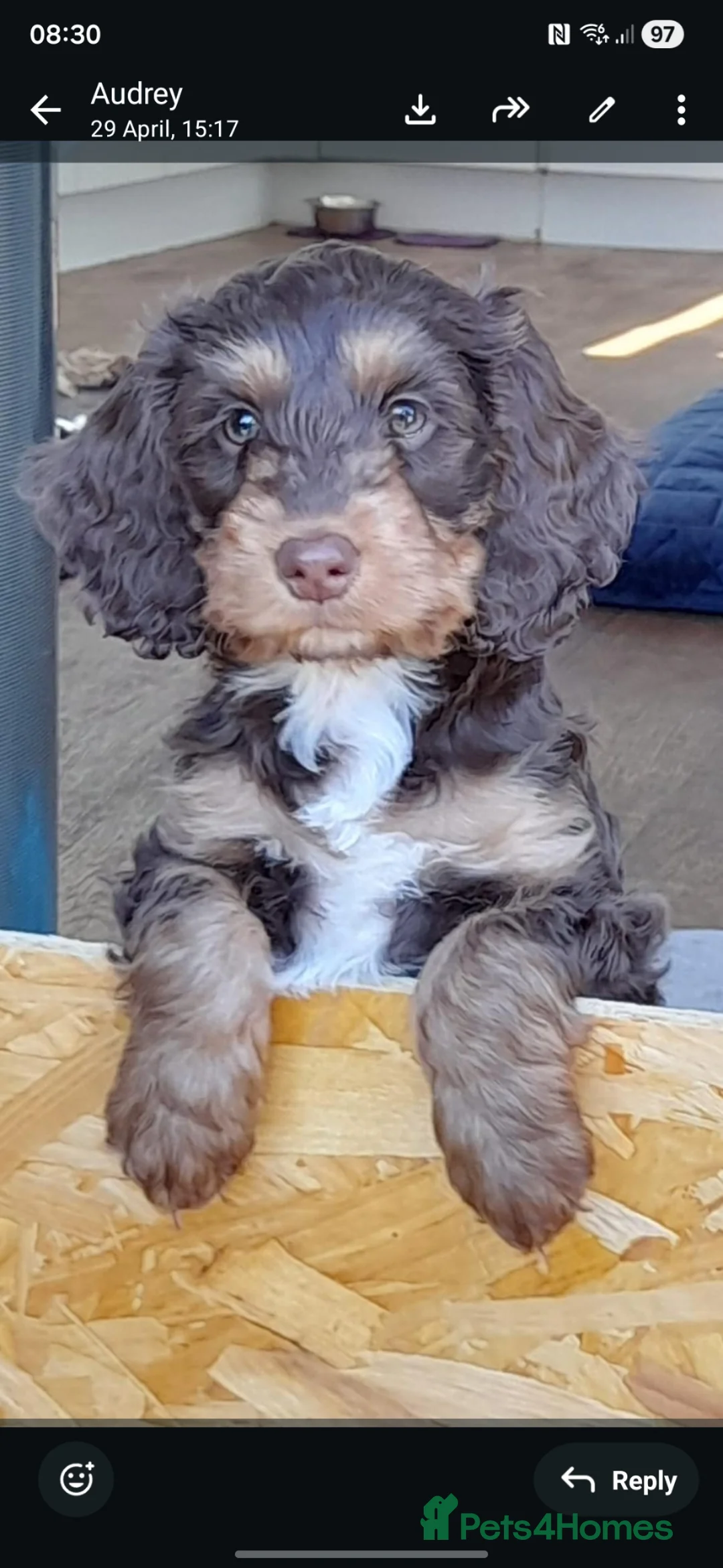 Cockapoo dogs for sale: Cockapoo girl - Advert 2
