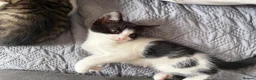 Mixed Breed cats for sale: Beautiful little boy kitten  - Advert 3