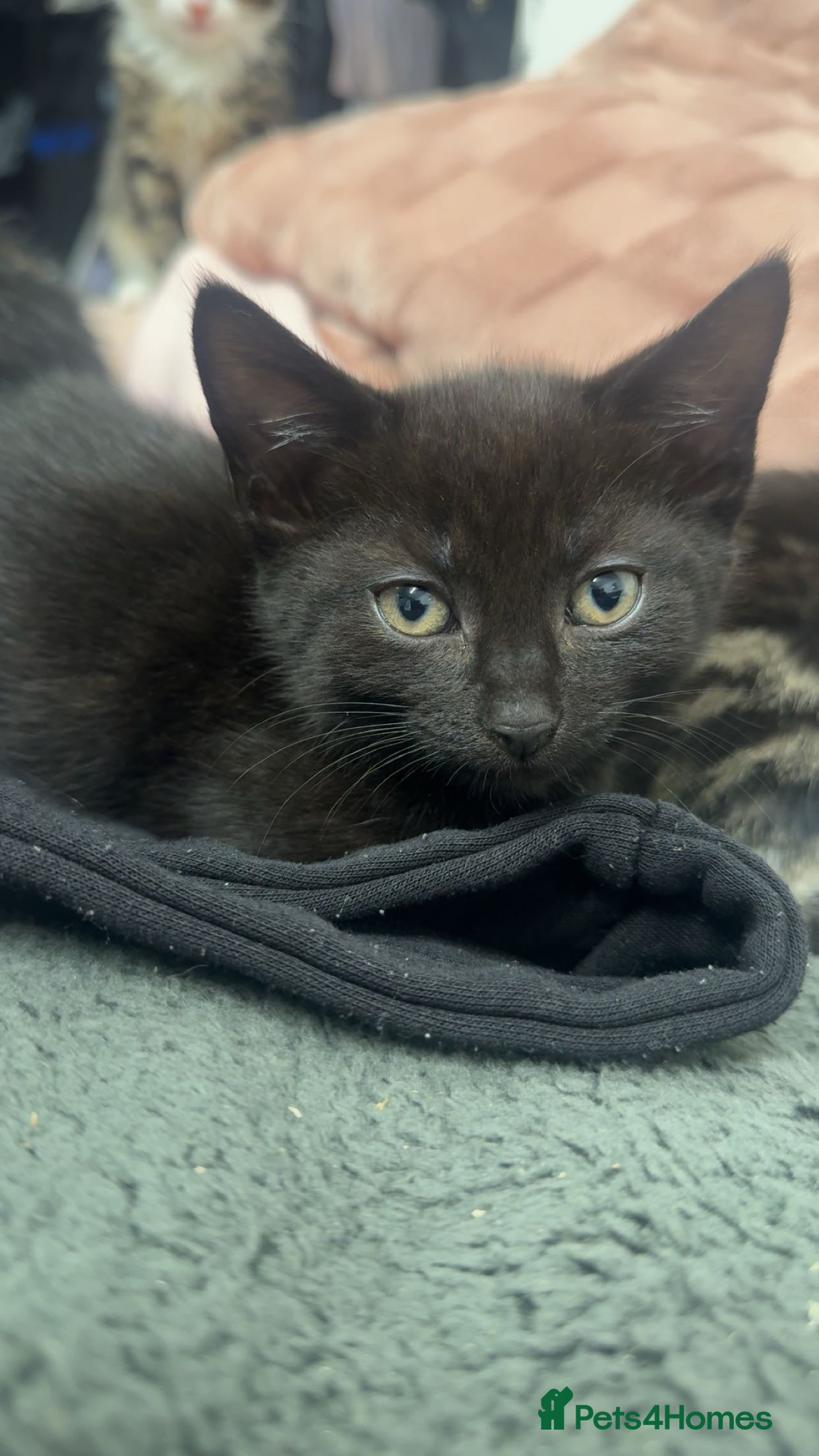 Domestic Shorthair Kitten 6