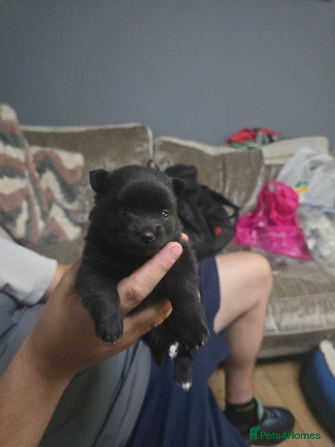 Pomchi dogs for sale: Pomchi - Image 10