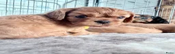 Cavalier King Charles Spaniel dogs for sale: KC registered Cavalier King Charles Spaniel.  - Advert 18
