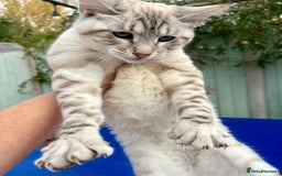 Keetso cats for sale: Gorgeous keetso female  - Image 5