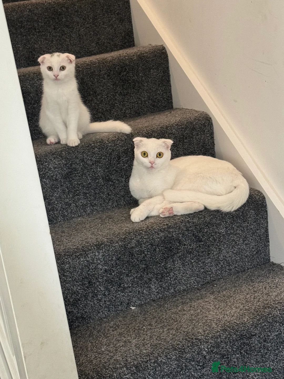 Scottish Fold cats for sale: Scottish fold kittens  - Advert 3