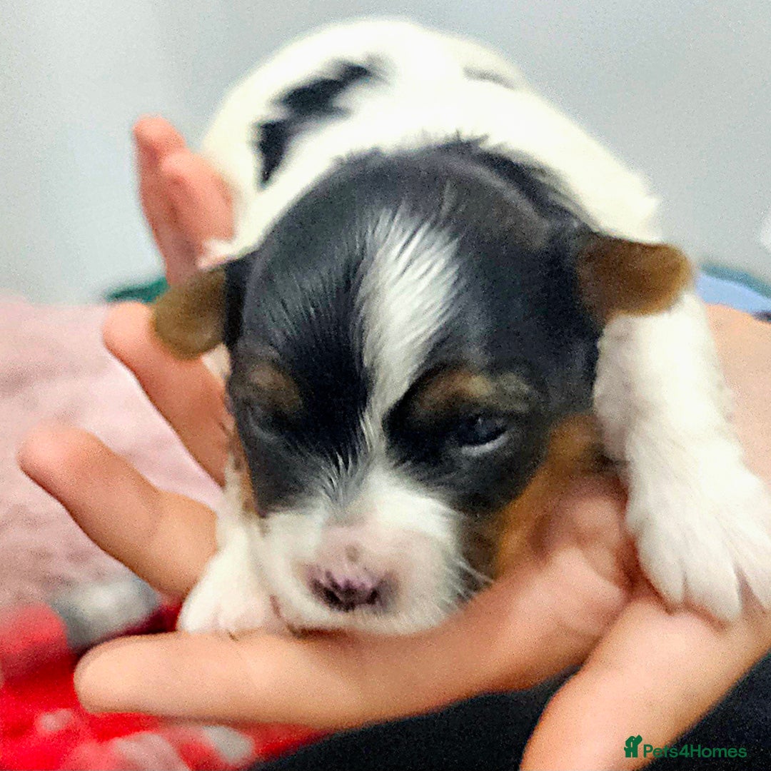 Yorkshire Terrier dogs for sale: Two beautiful Yorkshire Terrier (Biewer) puppies - Advert 13