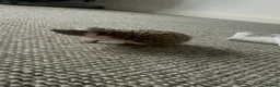 Pygmy Hedgehog rodents for sale: Pygmy hedgehog and tank - Advert 11