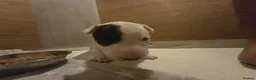 Miniature Bull terrier dogs for sale: White Miniature Bullterrier  - Advert 5