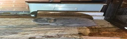 Mini Lop rabbits for sale: Two sisters mini lop must be sold together  in Alfreton - Advert 12