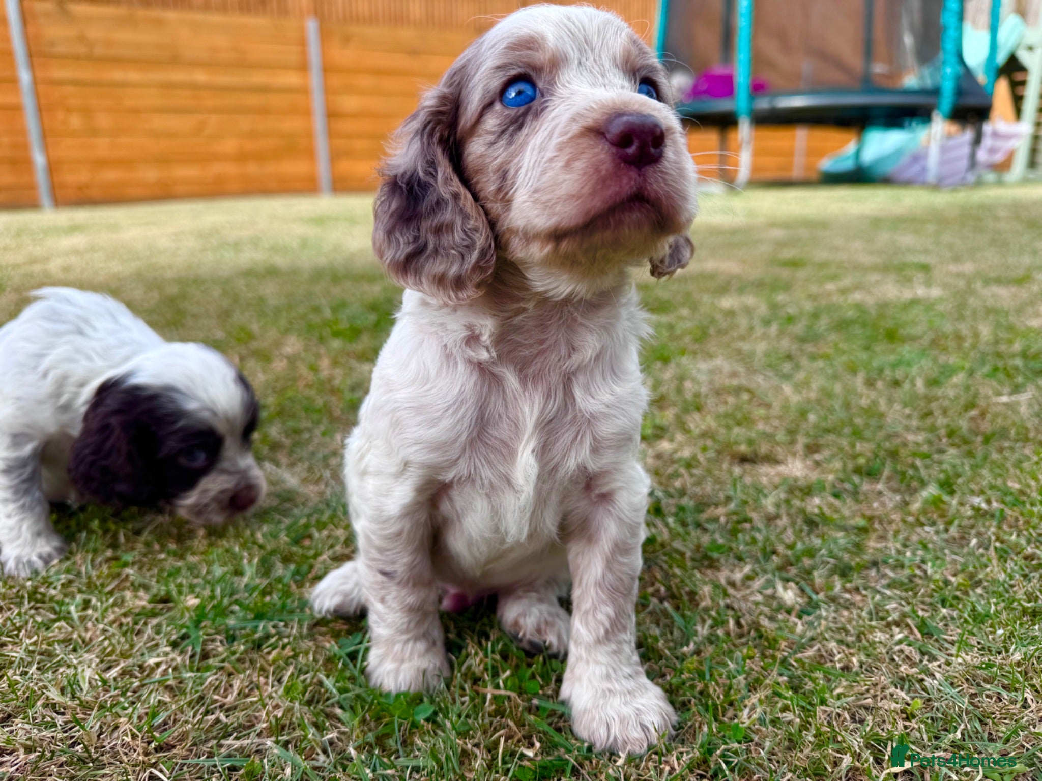 Cockapoo dogs Beautiful Cockapoo Babies 🐾🐾🐾 - Advert 2
