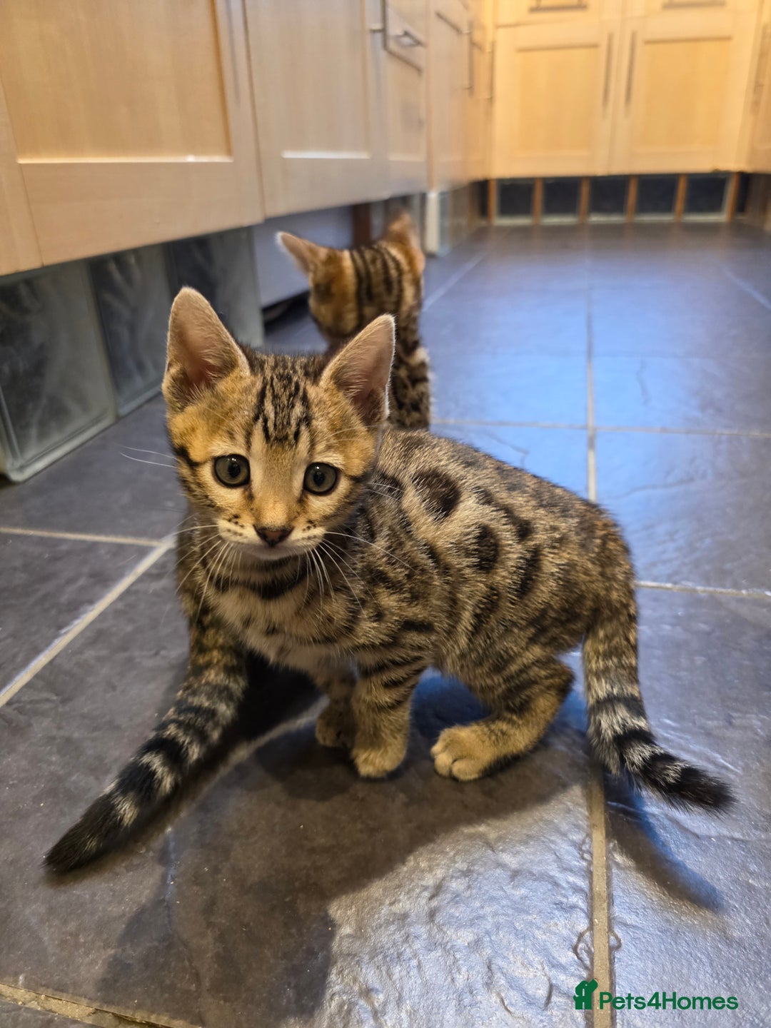 Bengal cats for sale: Outstanding quality Brown rosetted bengal kittens  - Advert 12