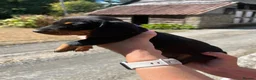 Miniature Dachshund dogs for sale: Miniature Dachshund Puppies - Advert 11