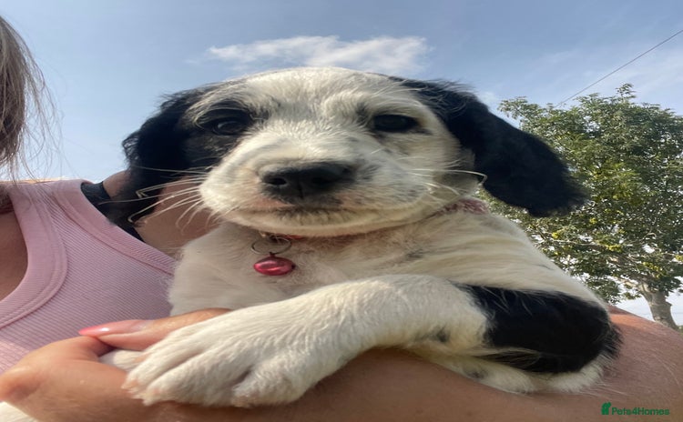 Mixed Breed dogs - Advert 2