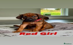 Rhodesian Ridgeback dogs for sale: Outstanding KC Reg Rhodesian Ridgeback Puppies 🦁 - Image 3
