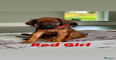 Rhodesian Ridgeback dogs - Advert 9
