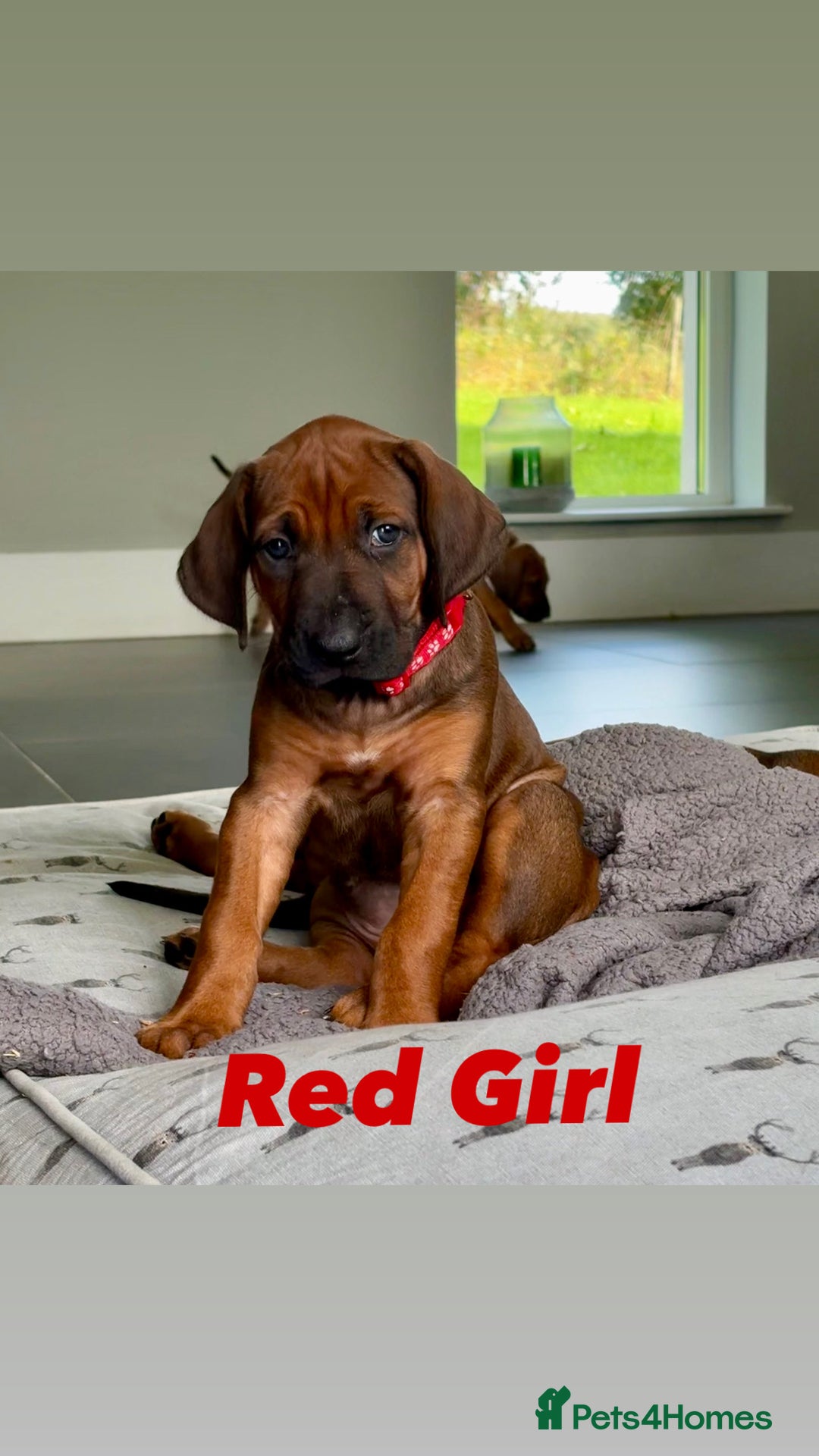 Rhodesian Ridgeback dogs for sale: Outstanding KC Reg Rhodesian Ridgeback Puppies 🦁 - Image 3