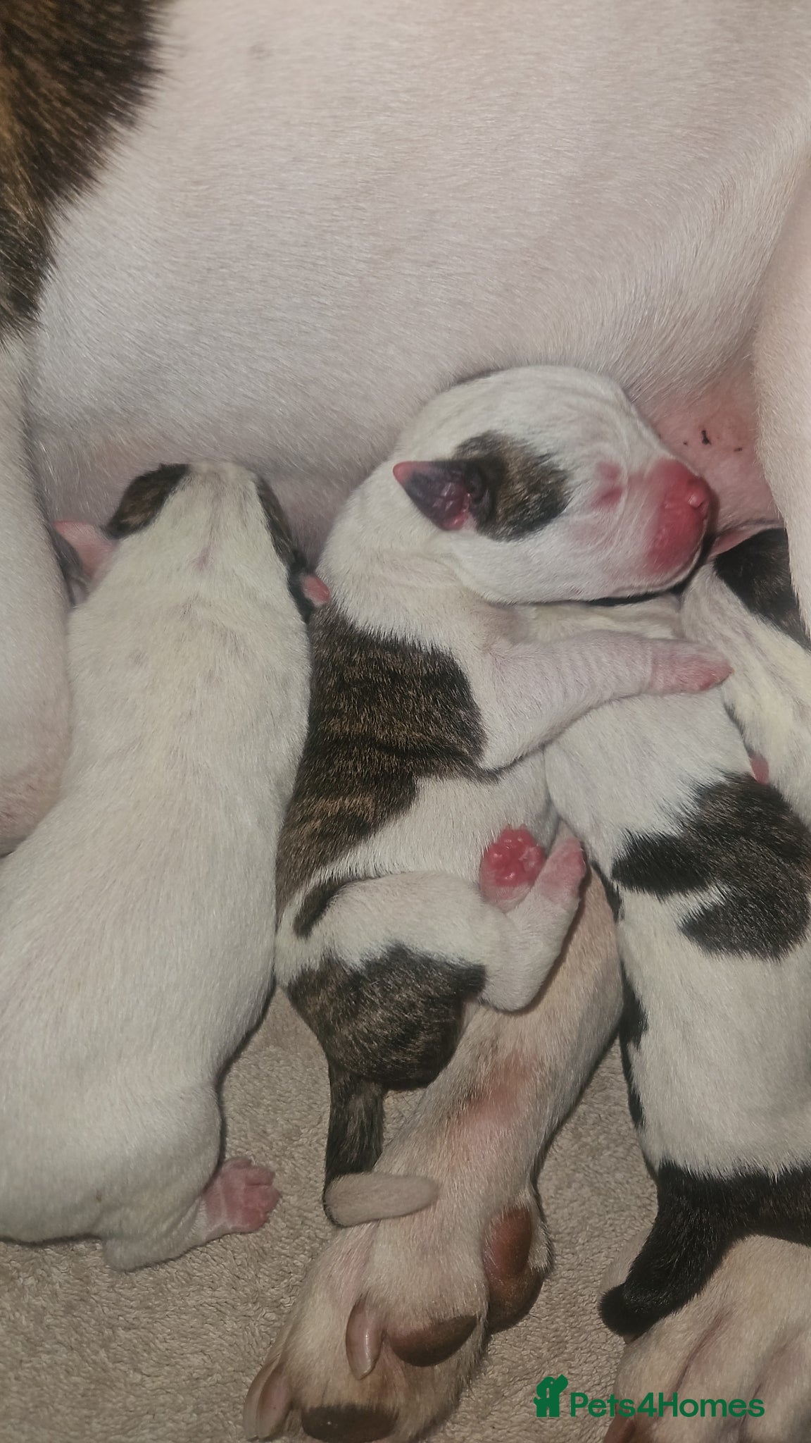 American Bulldog dogs for sale: American bulldog puppies  in Walsall - Advert 3