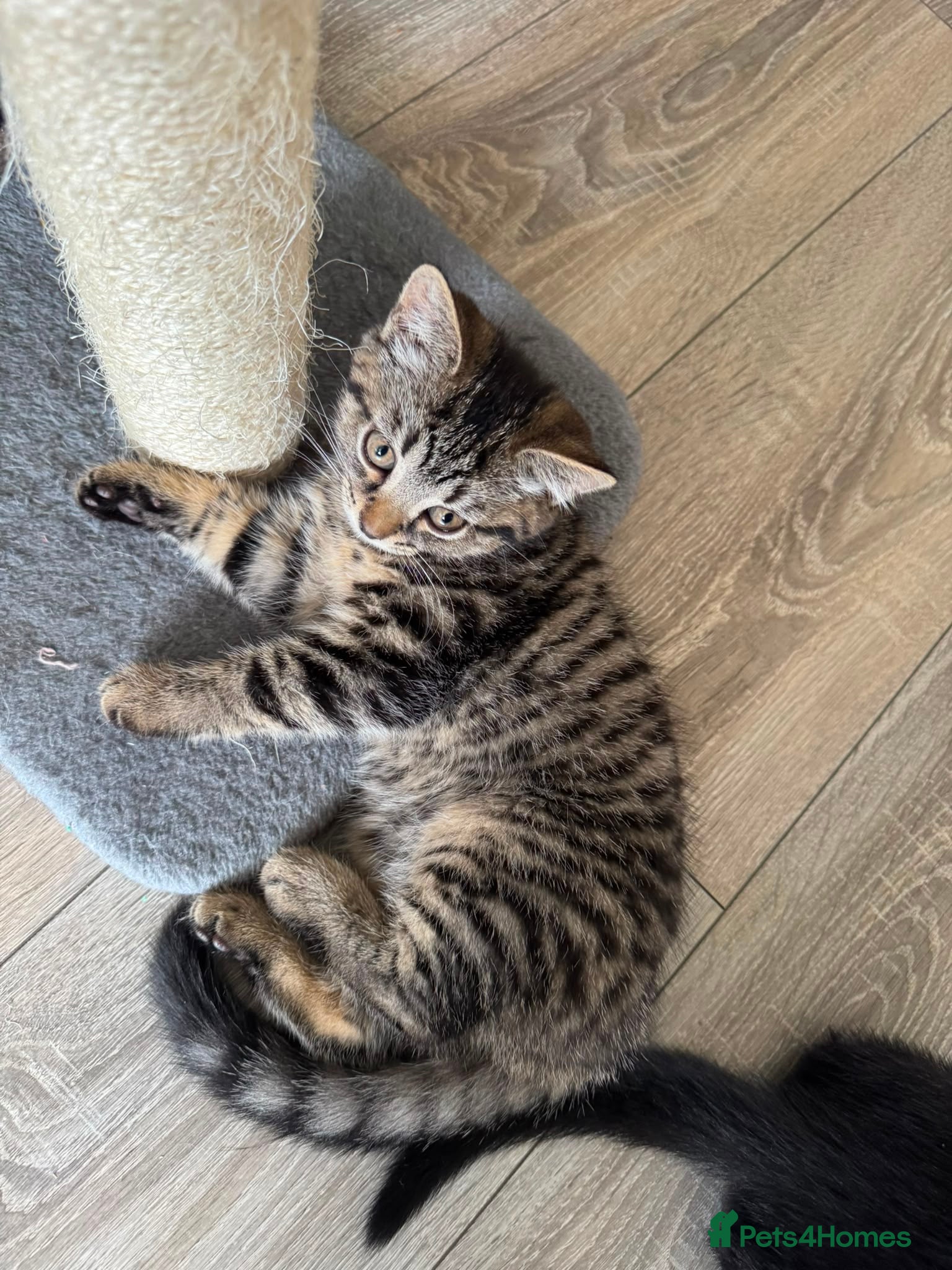 Mixed Breed cats X4 British Shorthair X Tabby Kittens - Advert 4