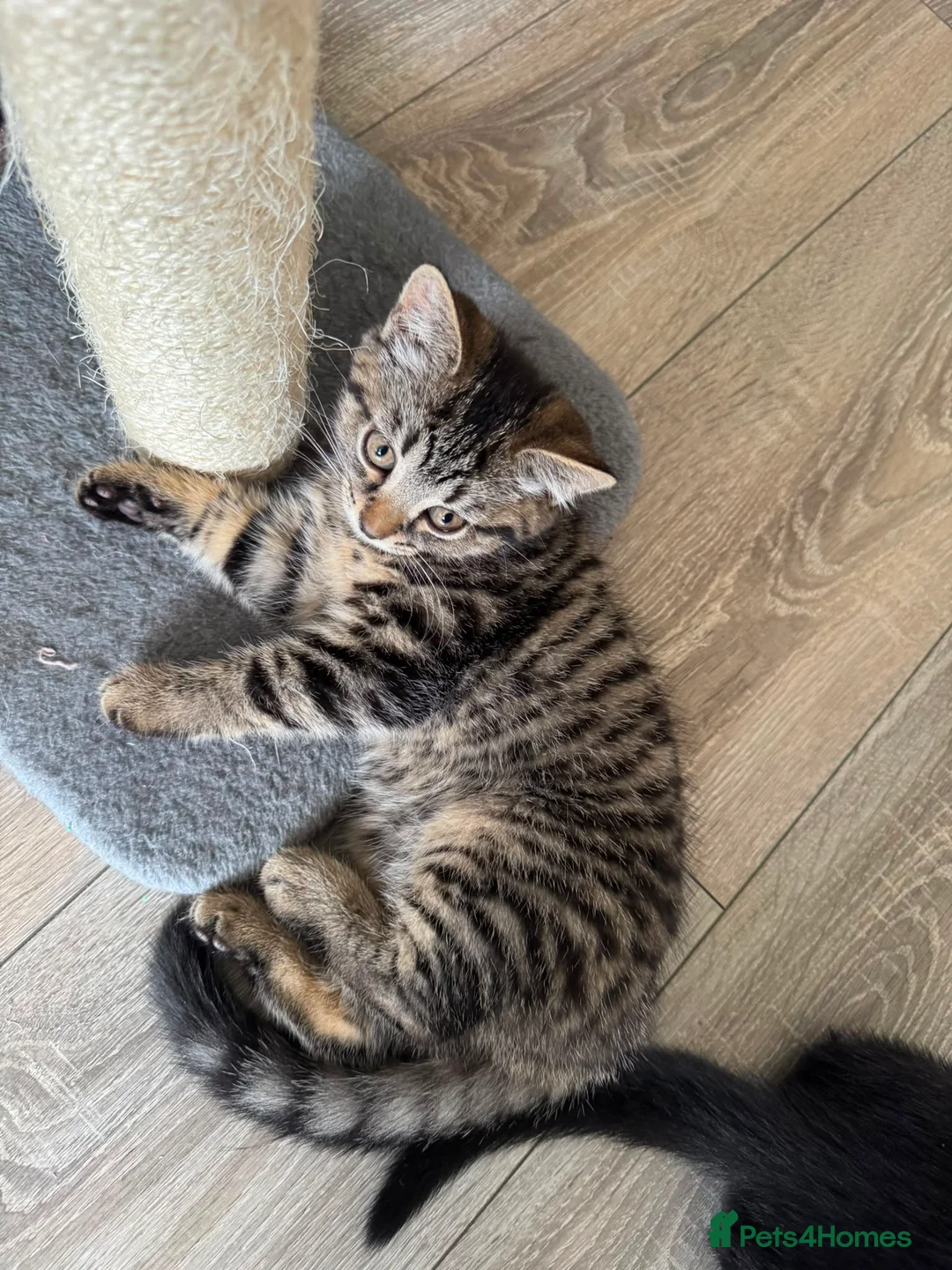 Mixed Breed cats for sale: X4 British Shorthair X Tabby Kittens - Advert 1