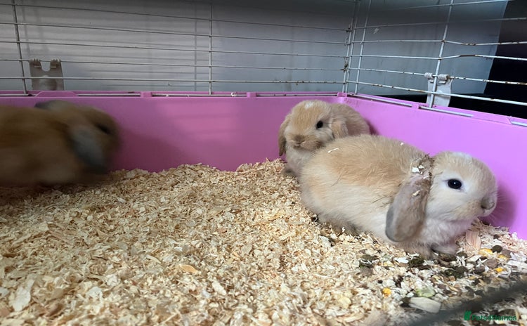 Mixed Breed rabbits - Advert 1