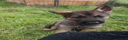 Mixed Breed dogs for sale: German Shepherd x Husky/Northern Inuit Puppies - Advert 11