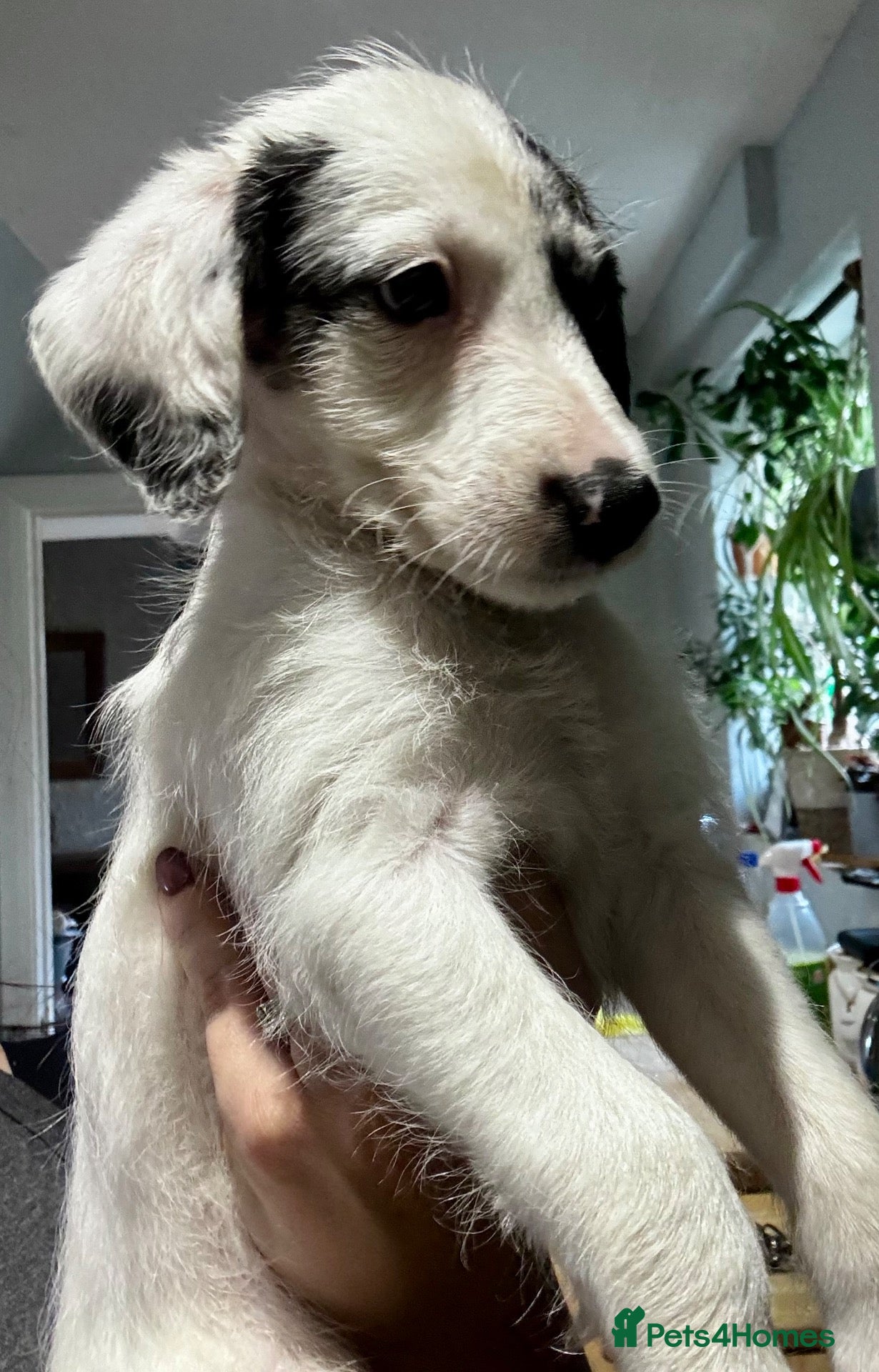 Mixed Breed dogs  Whippet x Poodle puppies READY NOW - Advert 2