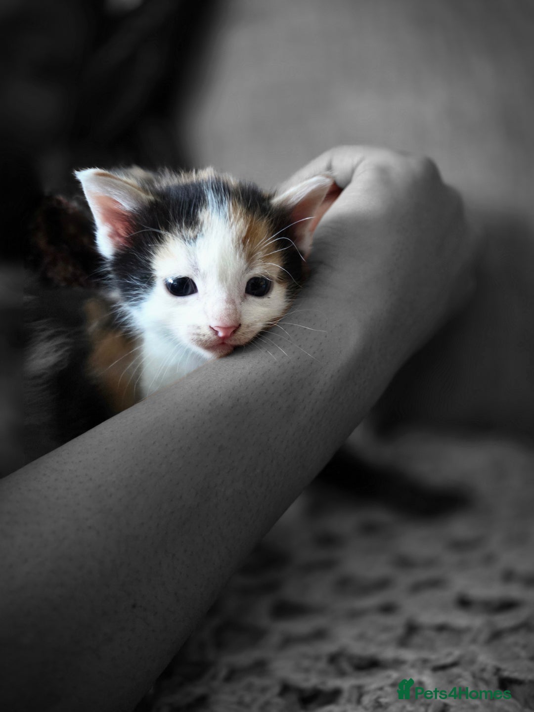 Mixed Breed cats for sale: 5 Fabulous kittens - Advert 19