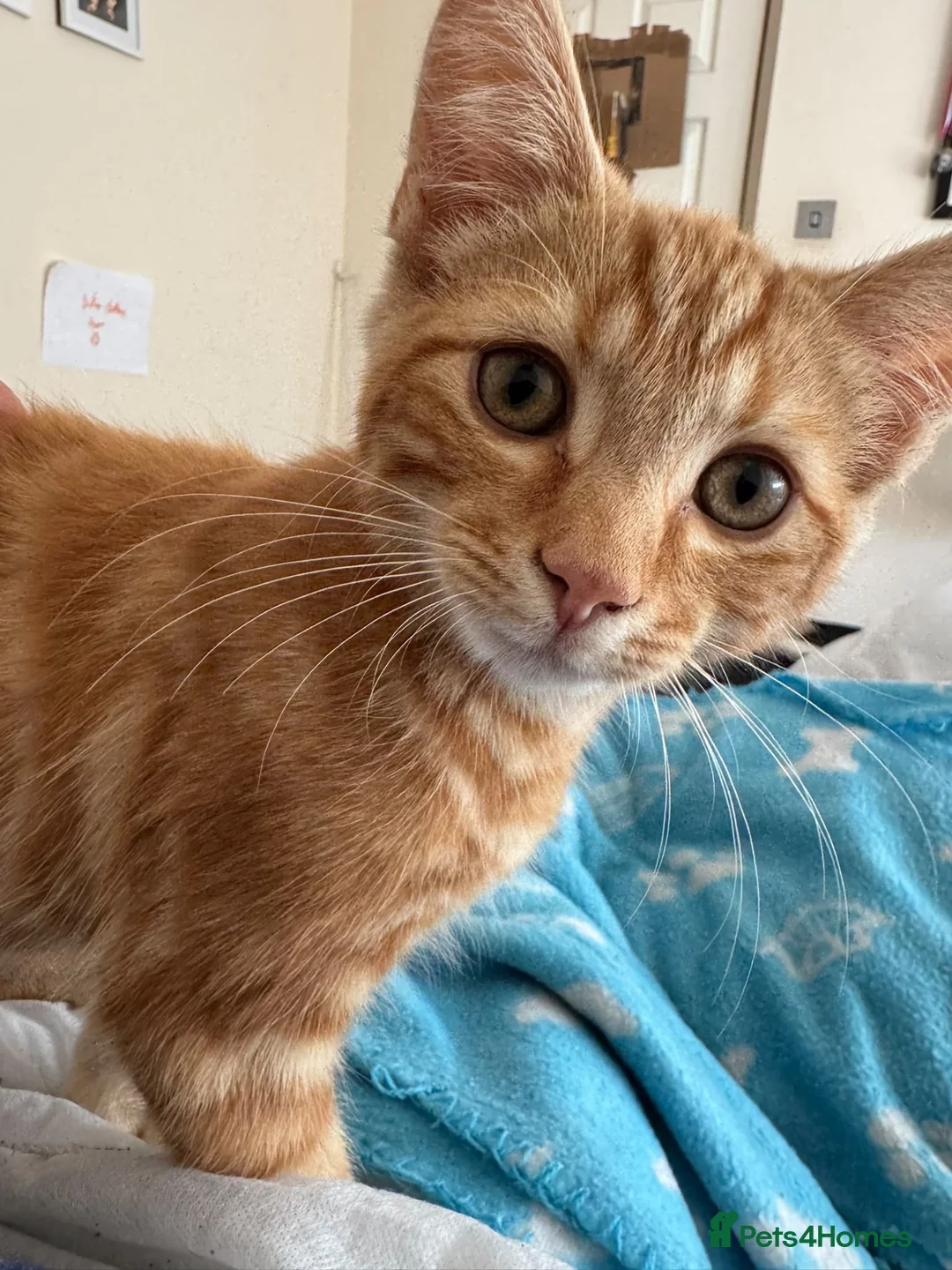 British Shorthair cats for sale: Two very pretty male ginger kittens  - Advert 2