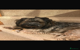 Mixed Breed dogs for sale: Havatoodle Pups - Image 19