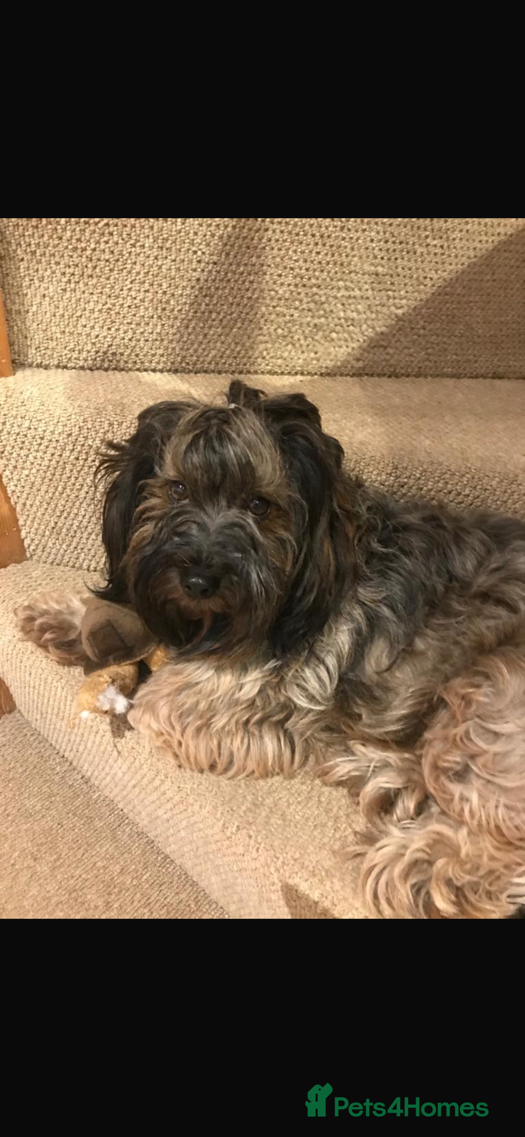Mixed Breed dogs for sale: Havatoodle Pups - Image 19