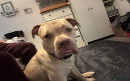 Bullmastiff dogs for sale: Bullmastiff puppy 9 months old - Image 1