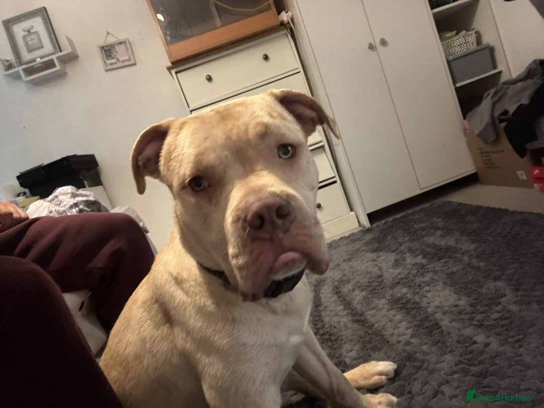 Bullmastiff dogs for sale: Bullmastiff puppy 9 months old - Image 1