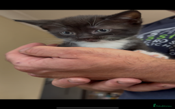 American Shorthair cats for sale: Adorable kittens looking for a loving home - Image 8
