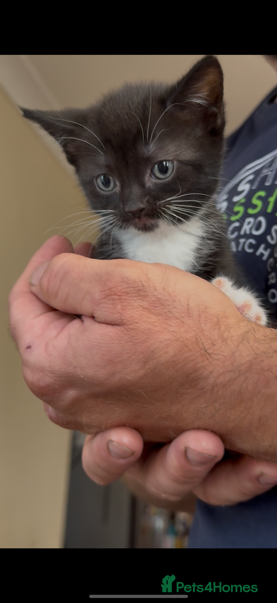American Shorthair cats for sale: Adorable kittens looking for a loving home - Image 8