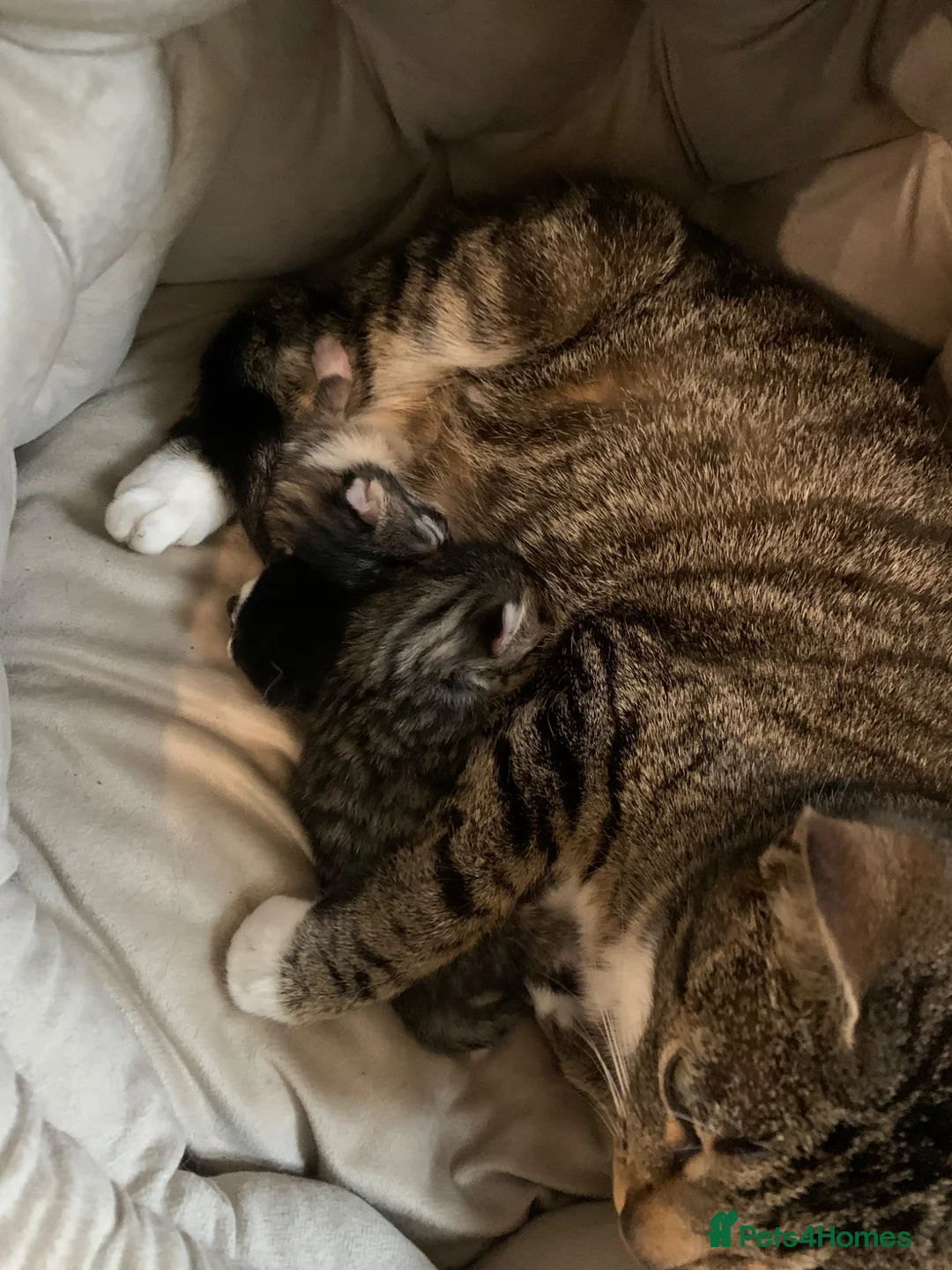 Domestic Shorthair cats for sale: Beautiful kittens looking for new homes - Advert 2