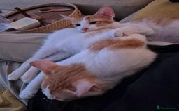 Mixed Breed cats for adoption: HARLEY & BOB BONDED BOYS 4M NEUTERED -VACCINATED  - Image 4