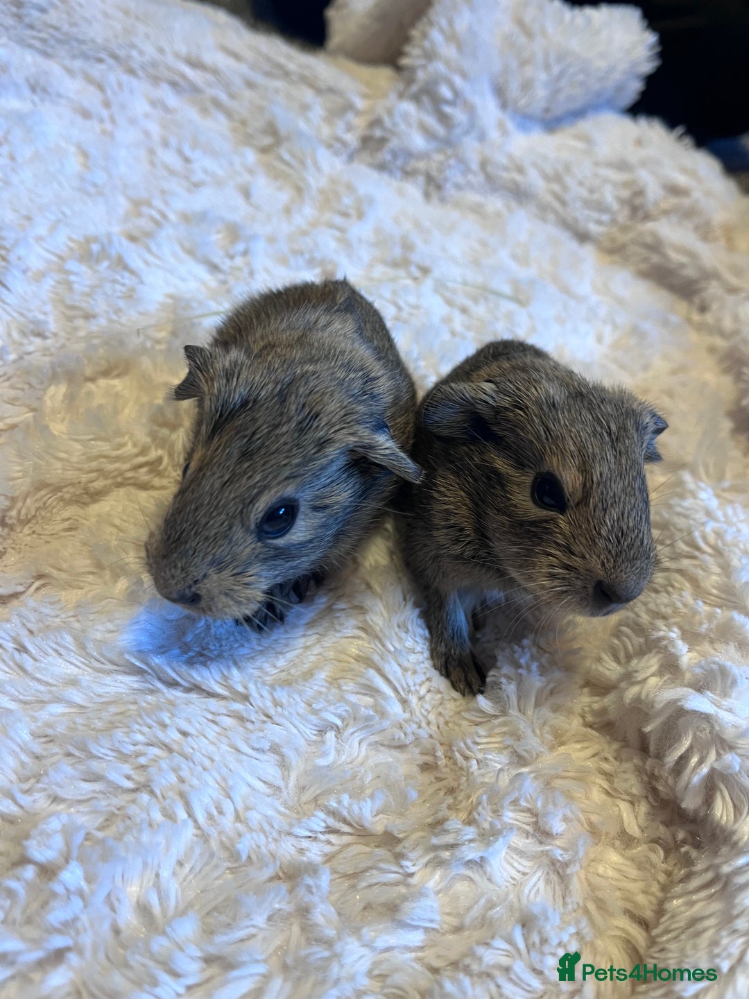 Guinea Pig rodents for sale: Female baby guinea pigs - Advert 2