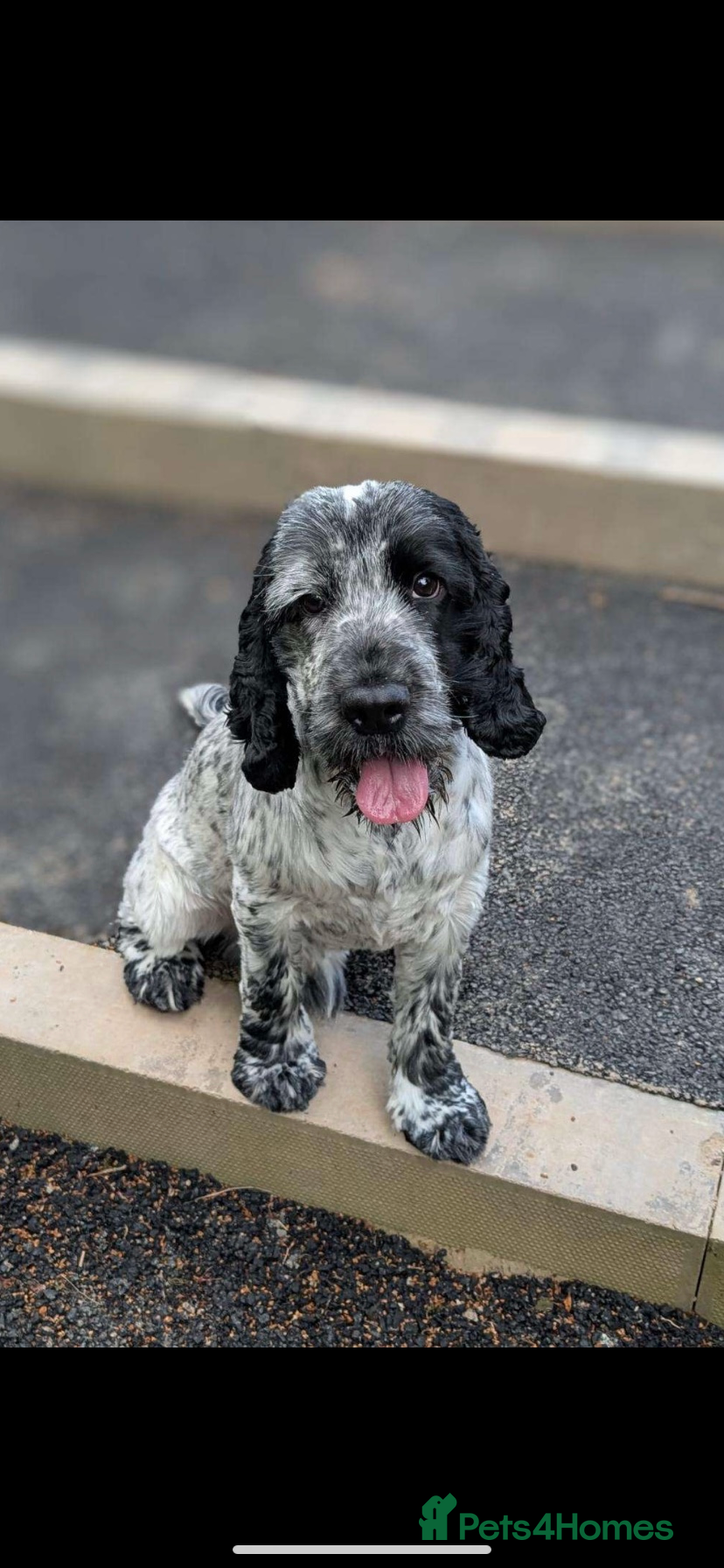 Cocker Spaniel dogs  KC Blue Roan Cocker spaniel Stud - Advert 1